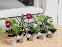 Blumenbeet
